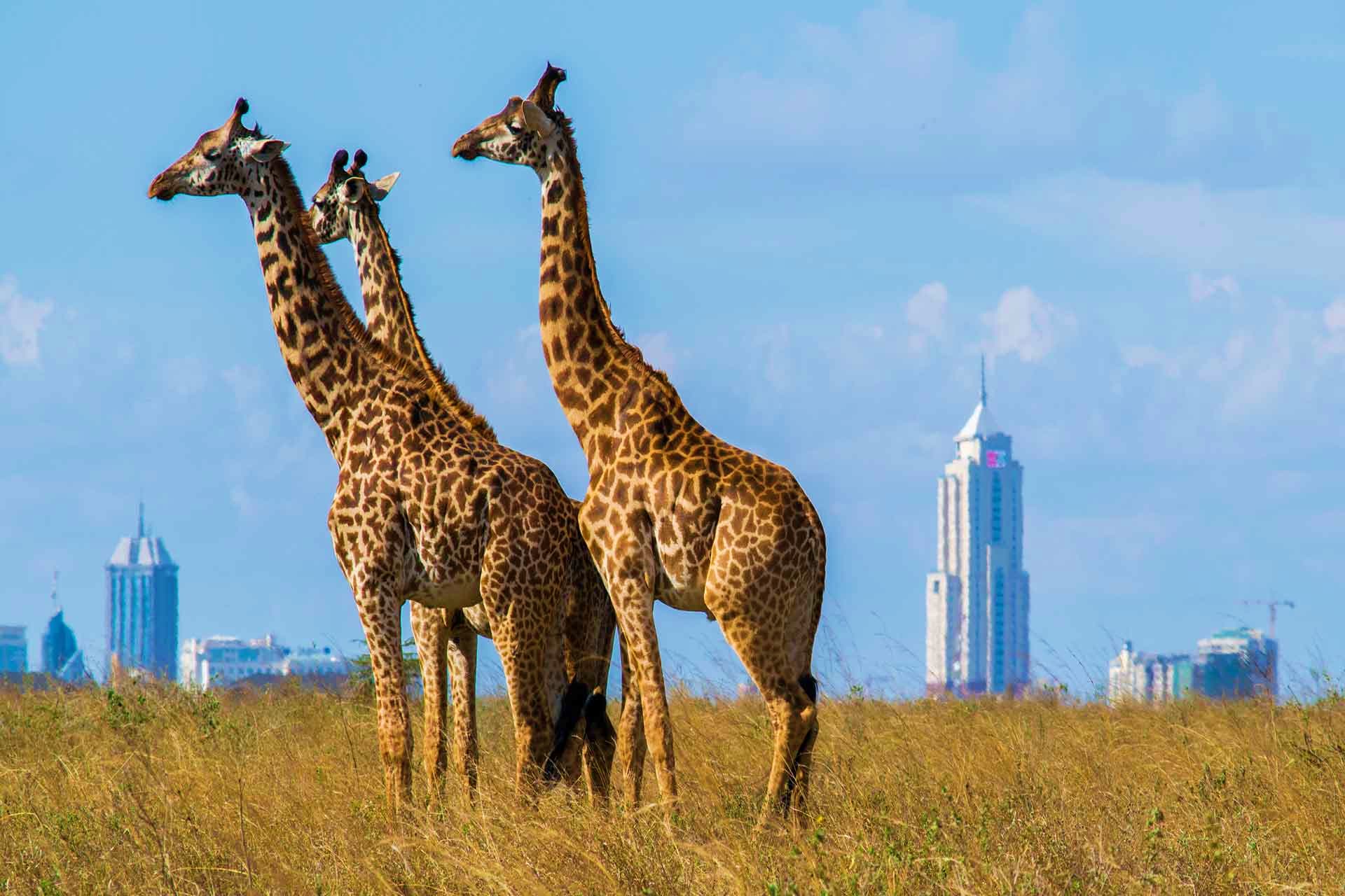 Three giraffes standing in savanna grassland with modern city skyscrapers visible in the distant background